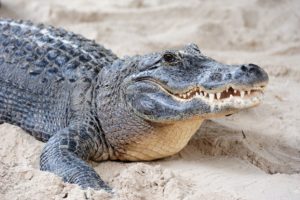 Alligator closeup on sand - Songquan Photography