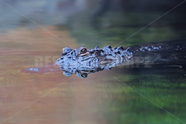 Alligator swim - Songquan Photography