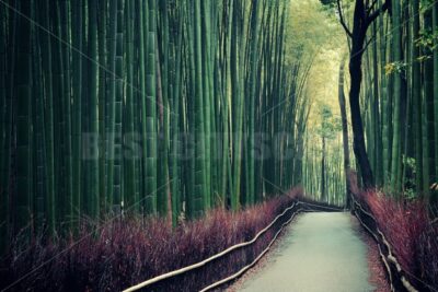 Bamboo Grove - Songquan Photography