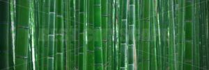 Bamboo Grove - Songquan Photography