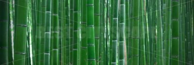 Bamboo Grove - Songquan Photography