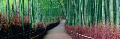 Bamboo Grove - Songquan Photography