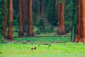 Bear in Sequoia National Park - Songquan Photography