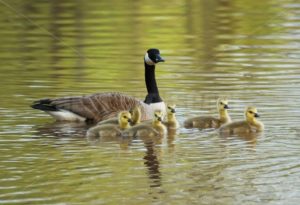 Canadian goose family - Songquan Photography