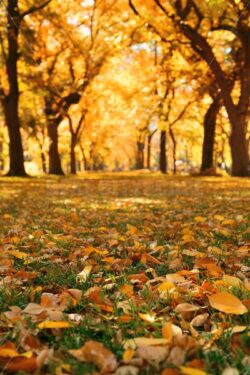 Central Park Autumn - Songquan Photography