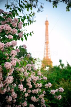 Eiffel Tower Paris - Songquan Photography