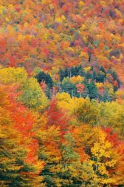 Fall Foliage background - Songquan Photography