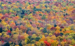 Fall Foliage background - Songquan Photography