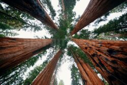 Giant tree - Songquan Photography