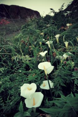 Lily Valley Big Sur - Songquan Photography