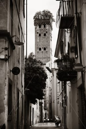 Lucca Torre Alberata - Songquan Photography