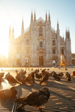 Milan Cathedral Square pigeon - Songquan Photography