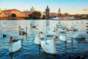 Prague swan - Songquan Photography