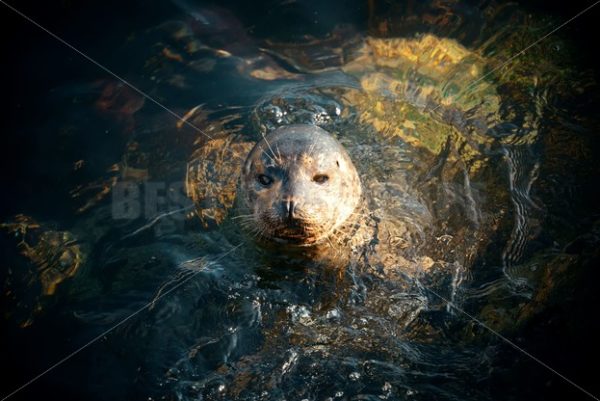 Seal - Songquan Photography