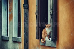 Venice cat - Songquan Photography