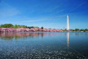 Washington DC cherry blossom - Songquan Photography