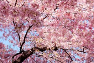 cherry blossom background - Songquan Photography
