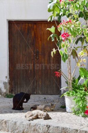 Peniscola Castle cat - Songquan Photography