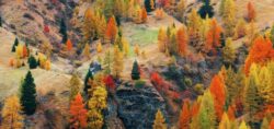 Dolomites Autumn foliage - Songquan Photography