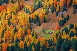 Dolomites Autumn foliage - Songquan Photography