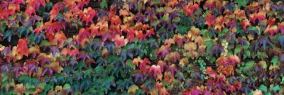 Dolomites colorful foliage closeup - Songquan Photography