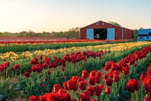 Tulip in farm - Songquan Photography