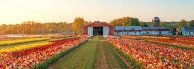 Tulip in farm - Songquan Photography