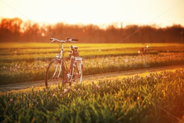 Tulip in farm sunrise - Songquan Photography