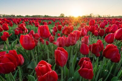 Tulip in farm sunrise - Songquan Photography